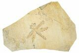 Huge, Fossil Dragonfly with Dendrites - Solnhofen Limestone #279059-1